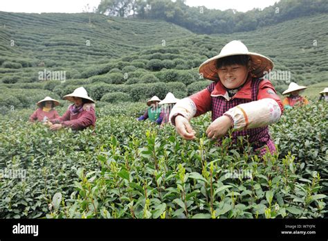 玉泉屬於哪個省？且說西湖與龍井茶